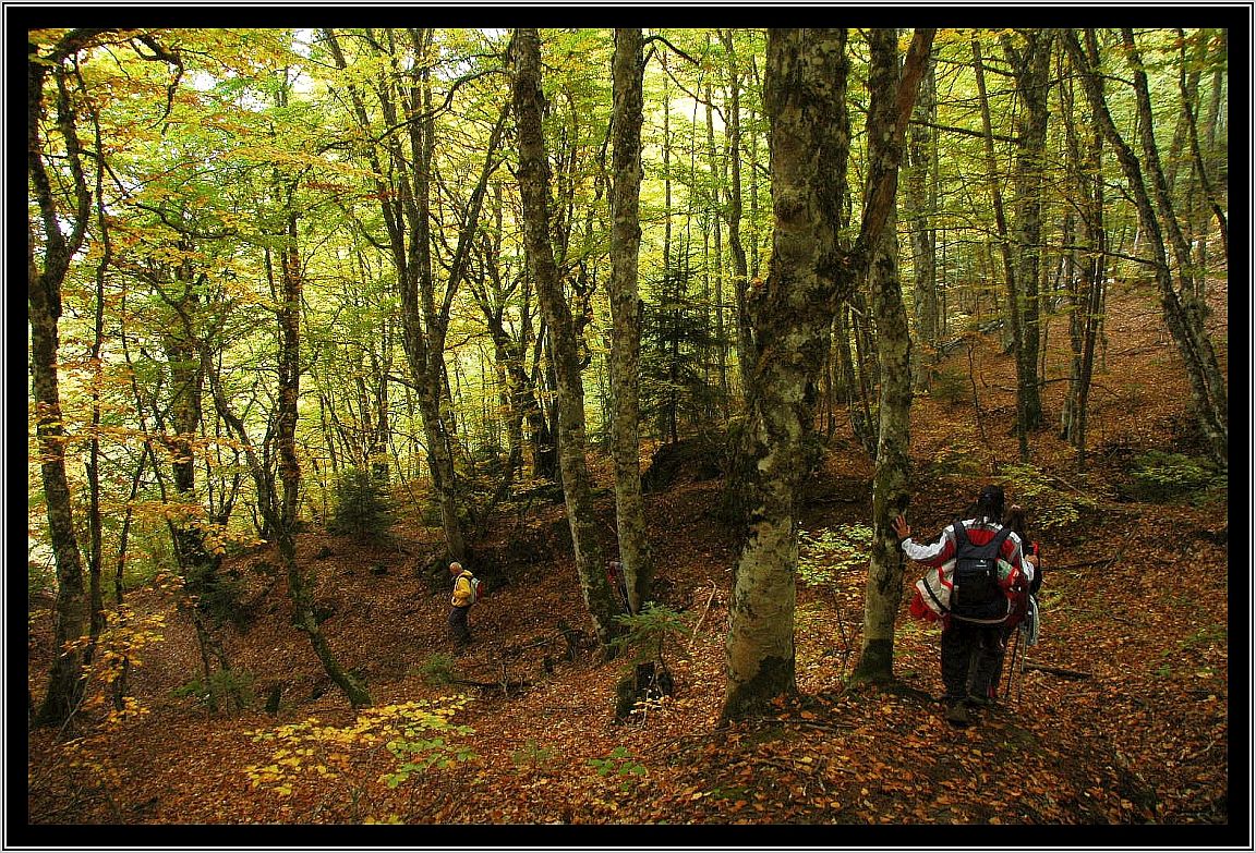 δάσος ελαφιού καλαμπάκας το σκοτεινο ειδωλο του ελληνικού κράτους παπασίμος new deal