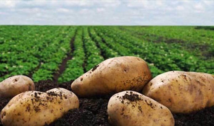 Η Μελίνα Κριτσωτάκη μας παρουσιάζει την πατάτα. Μια δύσκολη καλλιέργεια αλλά με μέλλον καθώς πρόκειται για το πιο, ίσως, αγαπητό τρόφιμο με μεγάλη κατά κεφαλήν κατανάλωση. new deal